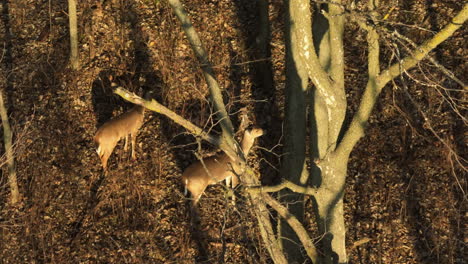 Ein-Paar-Weißwedelhirsche-Jagt-In-Einem-Sonnigen-Wald