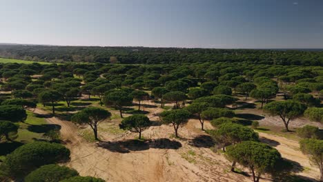 Aerial-View-Of-Stone-Pine-Tree-Plantation-On-Sunny-Day-In-Portugal