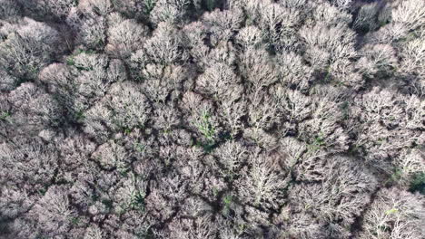 Aerial-birds-eye-view-flying-over-dead-winter-tree-forest-trail