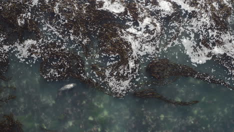 4K-overhead-pulling-to-relaxing-harbor-seal-on-the-California-coast