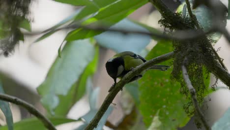 A-Black-Lored-Tit-eating-a-caterpillar-on-a-branch-in-the-canopy-of-a-tree-in-the-jungle