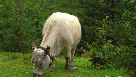 White-Alpine-Cow-with-Bell-Under-Neck-Eats-Grass-in-Gosausee