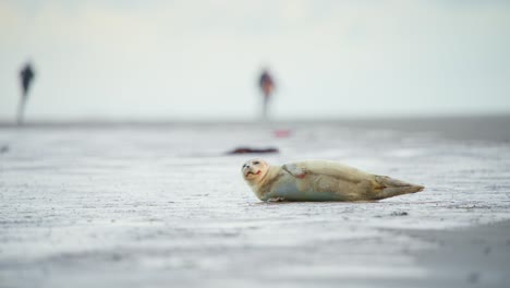 Foca-De-Puerto-Bebé-Tumbada-En-La-Playa,-Gente-Borrosa-Corriendo-En-La-Distancia