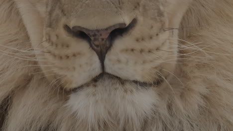 Extreme-close-up-of-a-lion-face-turning-head