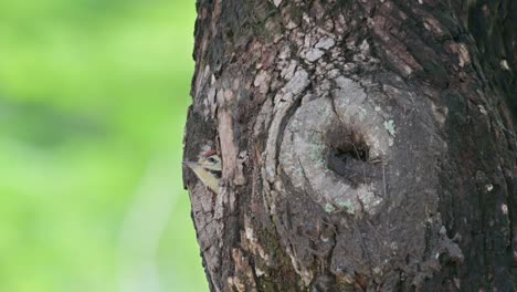 Zooming-out-as-this-nestling-looks-out-to-its-new-world-that-is-about-to-end-because-of-so-many-wars-around-the-world,-Speckle-breasted-Woodpecker-Dendropicos-poecilolaemus,-Thailand