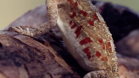 Lagarto-Agama-Molido-Con-Cabeza-Azul-Y-Manchas-Oscuras-En-La-Espalda