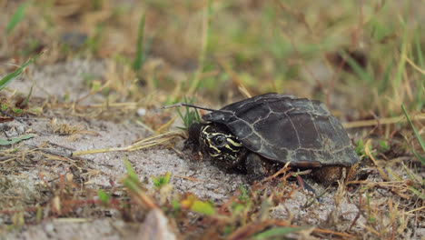 Single-Chicken-Turtle-On-A-Grassy-Ground