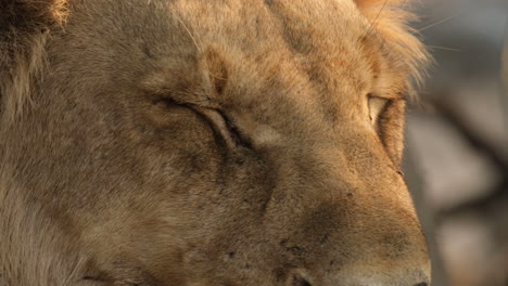 Retrato-En-La-Cabeza-De-Un-León-Macho,-El-Rey-De-La-Selva