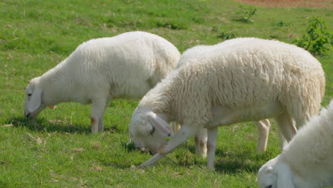 Flock-of-Sarda-Sheep-Grazing-Green-Grass-at-Farm-Highlands-of-Da-Lat,-Vietnam---slow-motion