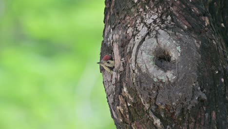 Salga-De-Su-Nido-Mientras-Llama-A-Sus-Padres-Para-Que-Vengan,-El-Pájaro-Carpintero-De-Pecho-Moteado-Dendropicos-Poecilolaemus,-Tailandia