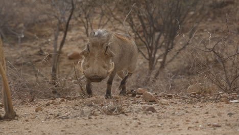 Jabalí-En-Cámara-Lenta-Corriendo-En-El-Desierto-De-áfrica