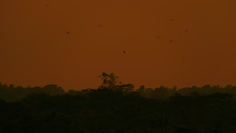 Spooky-forest-background,-flock-of-birds-flying-over-dark-orange-sky,-copyspace