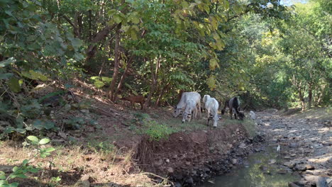 Indian-cows-roam-freely-next-to-a-small-creek-in-the-forest,-exemplifying-the-harmonious-coexistence-between-wildlife-and-nature-in-India
