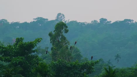 Egales-perched-on-tree-branches-in-tropical-forest-on-misty-evening