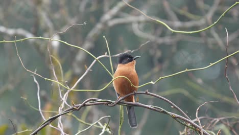 A-Rufous-Sibia-perched-on-a-vine-against-a-blurred-background