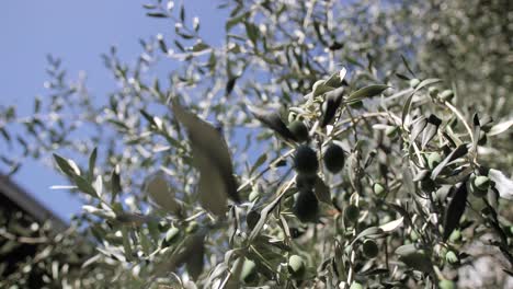 Olivo-Con-Aceitunas-Verdes,-Fondo-De-Cielo-Azul,-Poca-Profundidad-De-Toma-Cinematográfica-Archivada