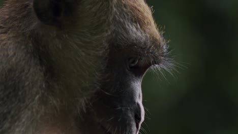 Thirsty-macaque-quenching-thirst-with-water-bottle