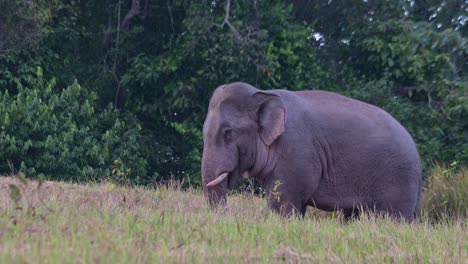 Mirando-Hacia-La-Izquierda-Mientras-Se-Abanica-Con-La-Oreja-Y-Mueve-La-Cola,-Elefante-Indio-Elephas-Maximus-Indicus,-Tailandia