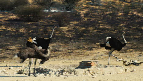 One-female-and-two-male-ostriches-at-a-waterhole-after-a-bushfire