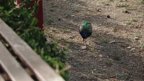 majestic-blue-peacock-walks-on-the-ground,-beautiful-animals