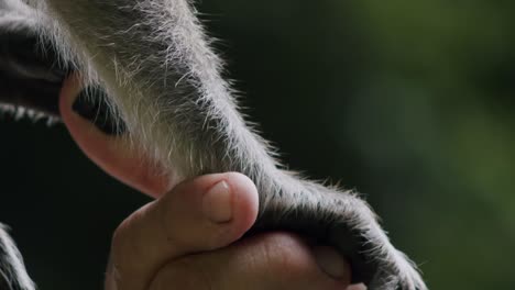 Mono-Sosteniendo-La-Mano-De-Una-Persona