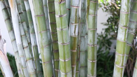 Lush-Bamboo-Grove-in-Daylight,-Sustainable-Material