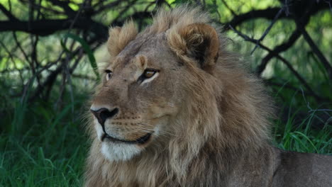 Close-Up-Of-Lion's-Face,-Sitting-In-The-Wild