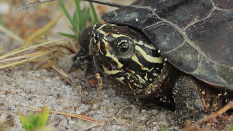 Nahaufnahme-Einer-Hühnerschildkröte,-Die-Im-Südosten-Der-USA-Beheimatet-Ist