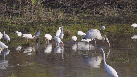 Waldstorch-Und-Reiher-Waten-Und-Suchen-In-Flachen-Feuchtgebieten-Nach-Nahrung