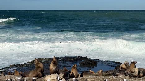 Leones-Marinos-Y-Pájaros-En-Un-Acantilado-Descansando-Y-Jugando-Durante-La-Marea-Real-Con-Olas-Ventosas-Del-Océano-En-El-Fondo