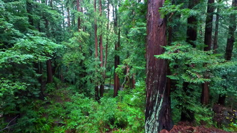 Old-growth-Coastal-Redwood-Forest-In-Muir-Woods-National-Monument,-California,-USA