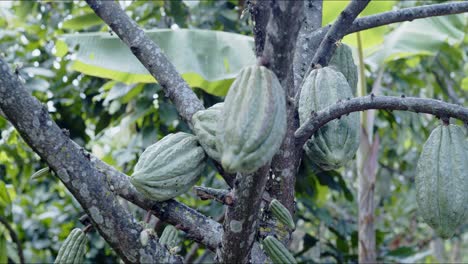 Green-Cacao-Pods-on-Tree---Jaen,-Cajamaca,-Peru---4k