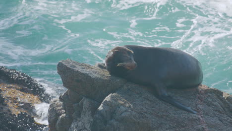 Vida-Silvestre-De-Big-Sur:-León-Marino-De-Cuerpo-Entero-Tomando-El-Sol-En-Una-Roca