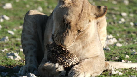 Lioness-Licking-Tortoise-Shell---Close-Up