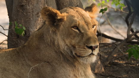 Close-Up-Of-A-Resting-Lioness