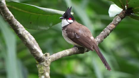 Little-red-whiskered-bulbul,-pycnonotus-jocosus-perched-on-tree-branch,-wondering-around-the-surroundings,-chirping-and-singing-in-the-forest,-spread-its-wings-and-fly-away-at-the-end,-close-up-shot