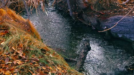 Dark-blue-Stream-in-woodland-shadows