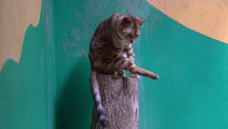 Exotic-bengal-cat-with-beautiful-coat,-stretching-out-its-leg,-grooming-the-fur-by-licking-it,-close-up-shot-of-a-hybrid-breed-animal-species