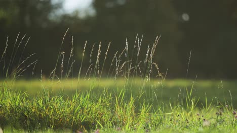 Etherial-ears-of-grass-on-long-stems-stand-above-the-lush-green-meadow-backlit-by-the-morning-sun