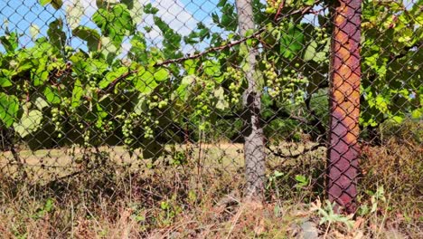 White-grape-behind-a-fence-on-a-sunny-day