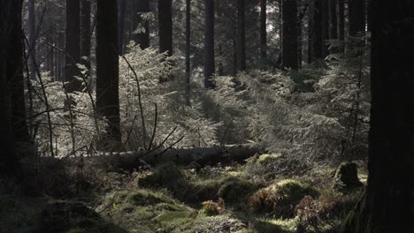 Umgestürzter-Baum-Im-Sonnigen-Wald-4k