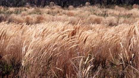 Langes,-Trockenes-Gras,-Das-Während-Einer-Hitzewelle-Im-Wind-Weht-Und-Eine-Ernste-Brandgefahr-Darstellt