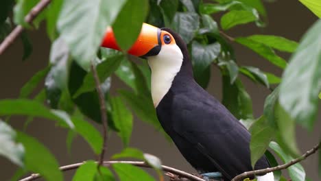 Exotische-Wildtierarten,-Riesentukan-Mit-Riesigem-Schnabel,-Der-Auf-Einem-Ast-Thront,-Seine-Flügel-Ausbreitet-Und-Davonfliegt,-Nahaufnahme-In-Zeitlupe