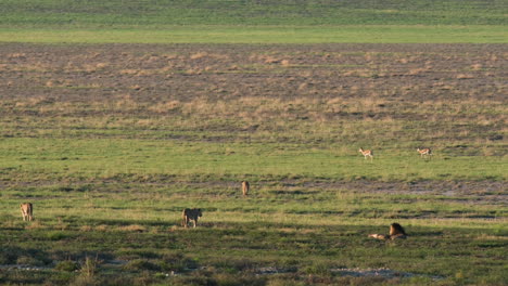 Löwenrudel-Und-Hirsche-Auf-Einer-Wiese-In-Südafrika