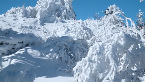 Schneebedeckte-Berghänge-Und-Gebogene-Schneebedeckte-Bäume-In-Schneeverwehungen-Vor-Blauem-Himmel---Zeitlupen-Neigung-Nach-Unten-Zeigt-Schwenk