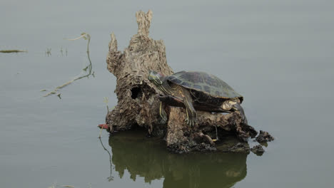 Thai-Turtle-Perched-On-Driftwood-In-The-River-In-Thailand