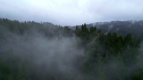 Fog-filled-evergreen-forest-on-a-gloomy-day