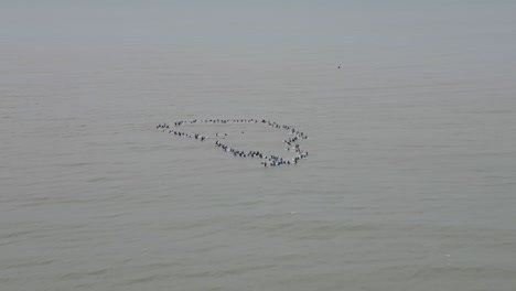 Surfers-forming-a-circle-in-the-sea-at-Wenduine,-Belgium-in-a-Paddle-out-for-peace-event,-overcast-sky,-aerial-view