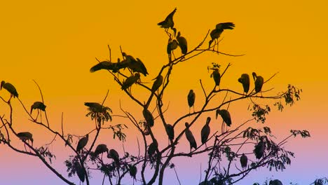 Silhouetted-stork-birds-perched-on-tree-branches-at-sunset,-vibrant-blue-orange-sky-backdrop