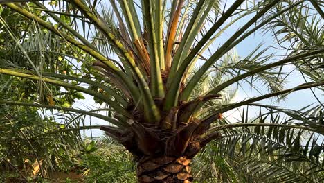 árbol-Simétrico-De-Dátiles-De-Palma-Después-De-Fuertes-Lluvias-En-La-Isla-Qeshm,-La-Ciudad-Costera-En-La-Playa-De-Arena,-Estilo-De-Vida-Marino,-Paisaje,-Gente-Local-árabe,-Cultura,-Surcos-De-Palmeras,-Flora,-Naturaleza-En-Irán